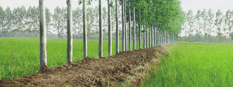 Eucalyptus forests from our own farms.jpg