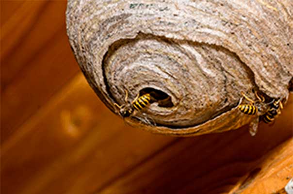 wasp-nest