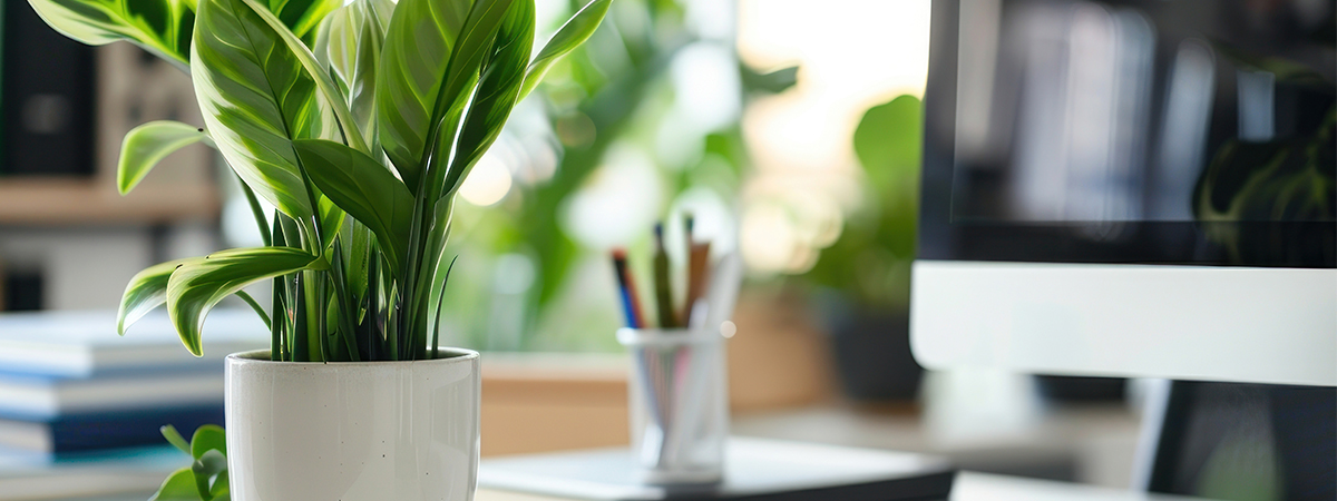 Фън Шуй за офиса – как да го постигнем?