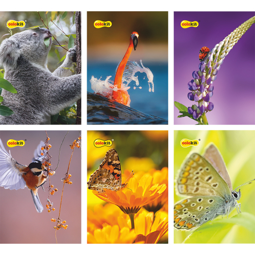 Notebook A4 Colokit WLD SC 40sh offset, 1000000000038426 05 