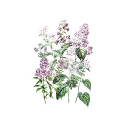 Прозрачни стикери люляк 12бр