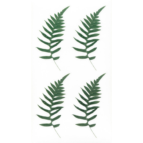 Прозрачни стикери папрат и евкалипт 38бр, 1000000000051966 02 
