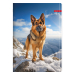 Notebook A4 Ilijanum Pets UV 60 sheets, 1000000000048367 10 