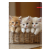 Notebook A4 Ilijanum Pets UV 80 sheets, 1000000000048368 10 