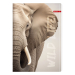 Тетрадка A5 Ilijanum Wild Life UV 60л, 1000000000052699 10 