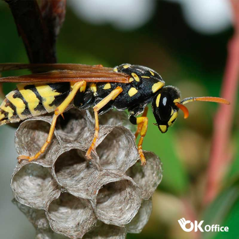 The paper was inspired by... Wasps